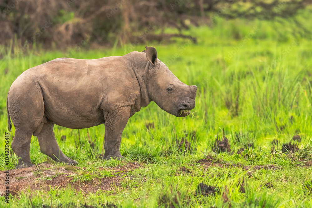 Obraz premium White rhinoceros (Ceratotherium simum) with calf in natural habitat, South Africa
