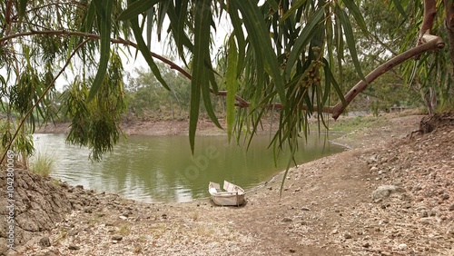 tree in the lake 
