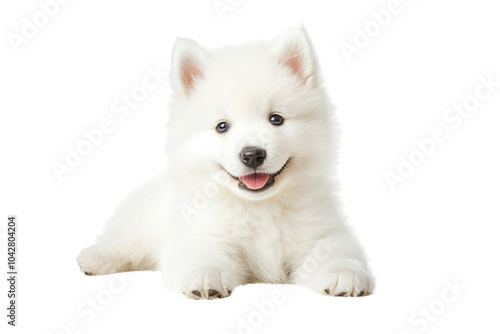 Samoyed puppy on transparent background.