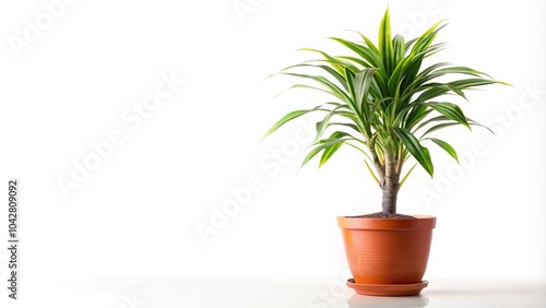 Isolated dracaena plant in flower pot on white background, with leading lines