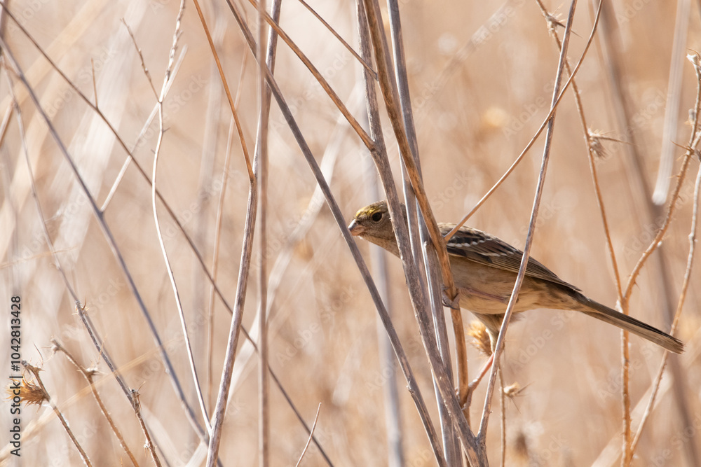 Obraz premium Grasshopper sparrow