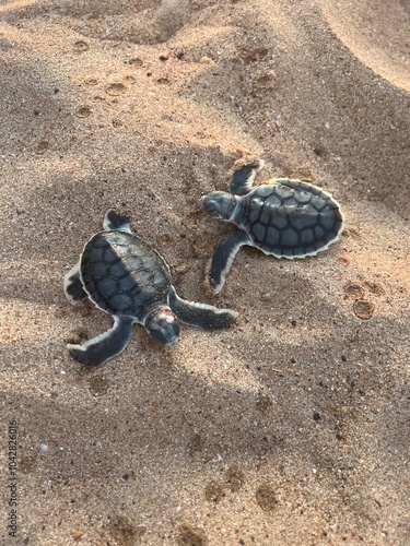 Tableau sur toile Flatback sea turtle hatchlings