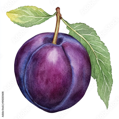 Damson plum fruit watercolor clipart illustratration