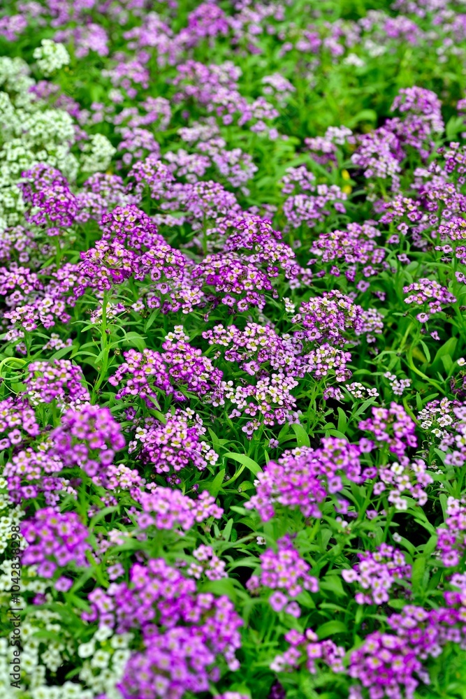 Fototapeta premium Vibrant alyssum flowers in full bloom.