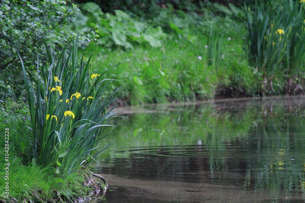 Yellow Irises by a Tranquil Pond Yellow Irises by a Tranquil Pond