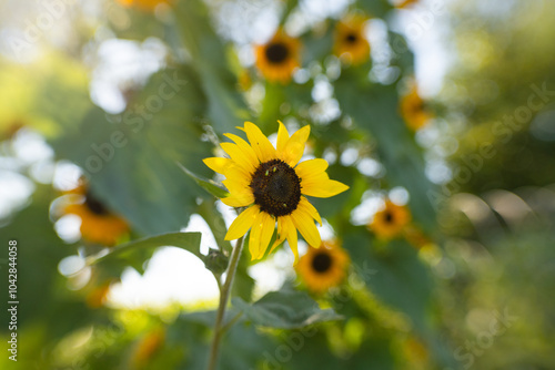 Bokeh filled yellow and green sunflower garden field at sunrise