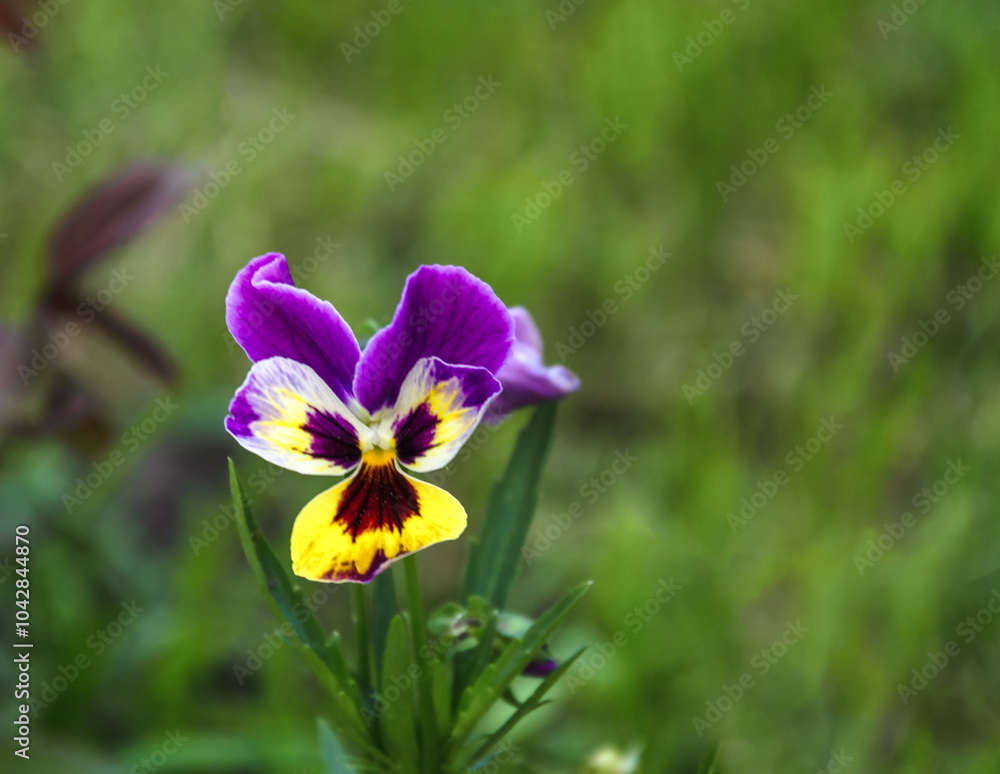Fototapeta premium Vibrant purple and yellow pansies blooming in a lush green garden in spring.