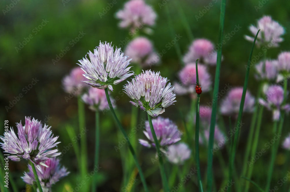 Bright flowers of chives, on a background of green grass. Bright flowers of chives, on a background of green grass.