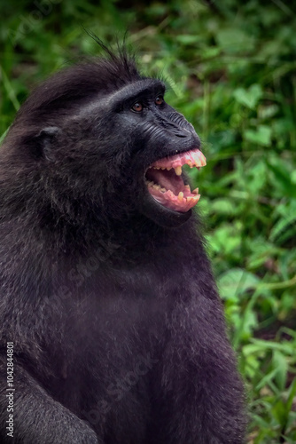 Celebes crested macaque (Macaca nigra), aka the black ape photo