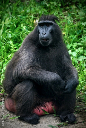 Celebes crested macaque (Macaca nigra), aka the black ape photo