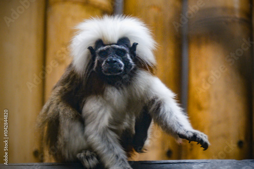 Portrait of cotton top tamarin photo