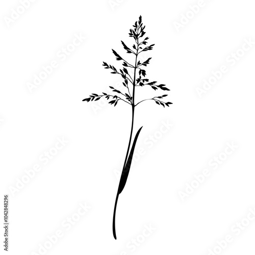 Bluegrass branch silhouette. Hand drawn vector illustration isolated on white background. Botanical sketch, graphic linear drawing by black inks. For clip art cards logo