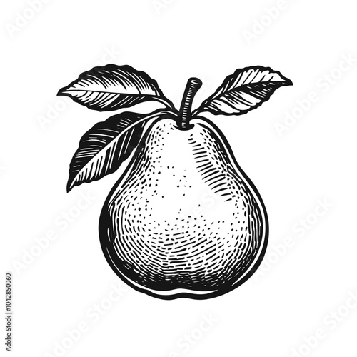 Vintage Pear Illustration with Leaves