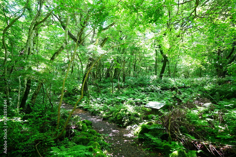 Obraz premium refreshing spring forest and fine path