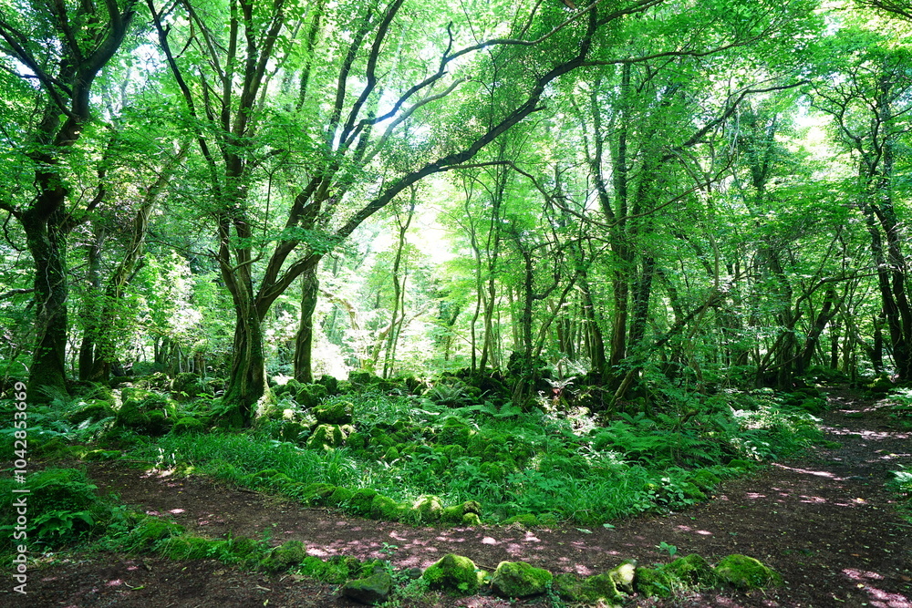 Fototapeta premium mossy rocks and old trees in wild forest