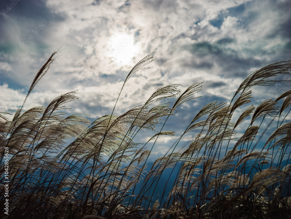 Obraz premium 空の下のすすきと秋の自然風景 徳島県 塩塚高原