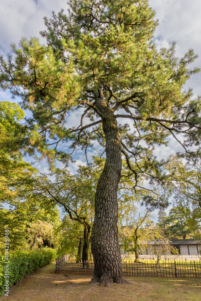 Obraz premium japanese black pine