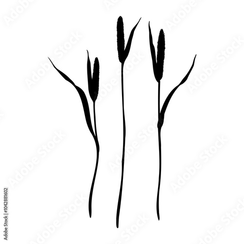 Set of of timothy grass silhouettes. Hand drawn vector illustration isolated on white background. Sketch in line art style painted by black inks For clip art banner cards