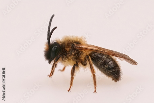 Closeup on a male Grey-gastered mining bee, Andrena tibialis, against a white background photo