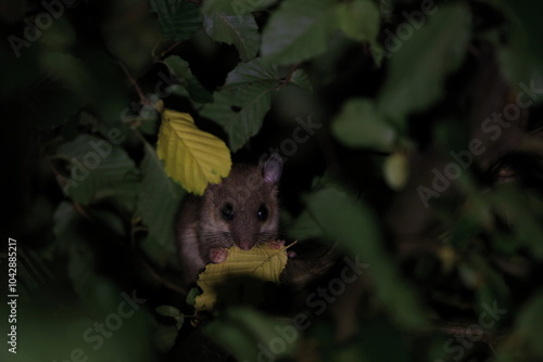 dormouse at night in the forest Baden-Wuerttemberg Germany photo