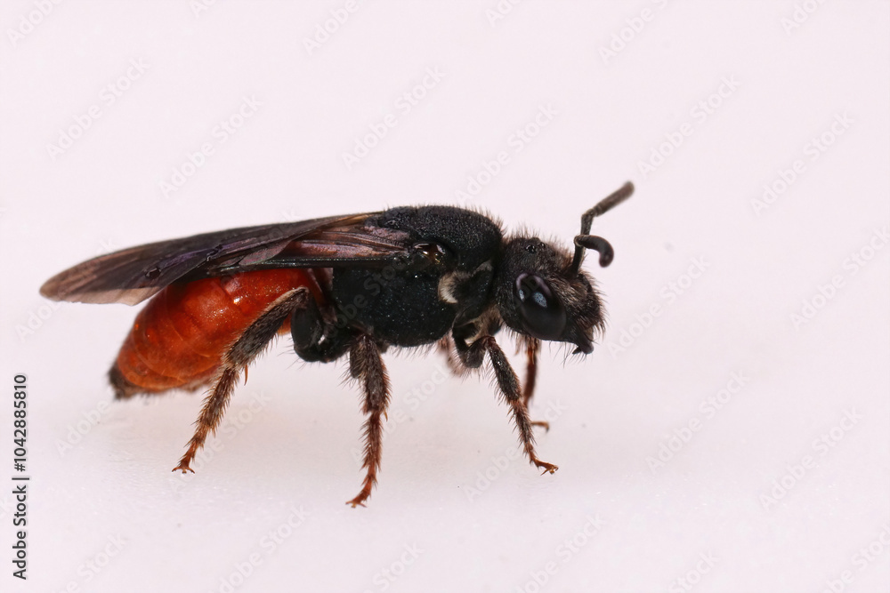 Closeup on a colorful, kleptoparasite White lipped blood bee, Sphecodes albilabris on white background Closeup on a colorful, kleptoparasite White lipped blood bee, Sphecodes albilabris on white background