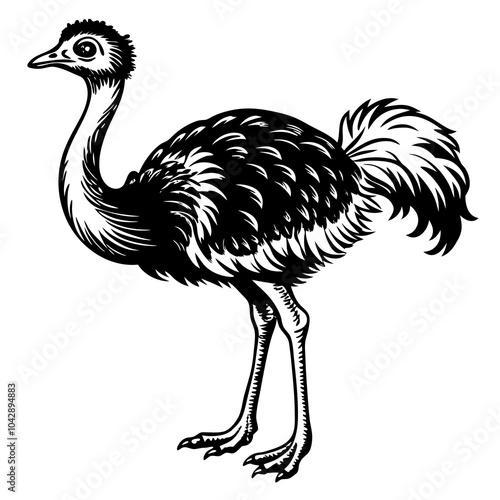 ostrich  isolated on white background