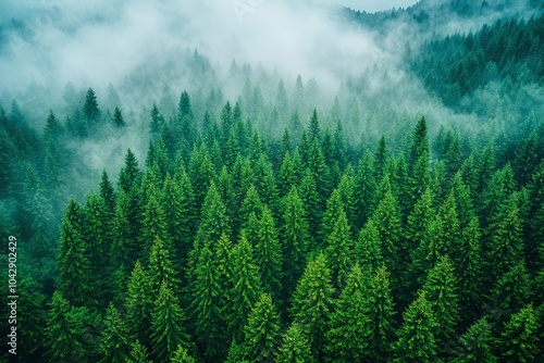 Aerial View of a Dense Evergreen Forest Shrouded in Mist