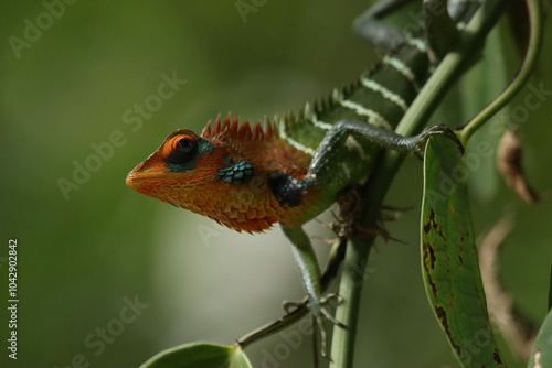 Foto Colorful Green Garden Lizard