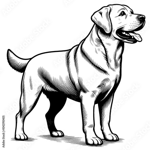 Hand drawn cute Labrador retriever, vector sketch isolated on white background, SVG vector
