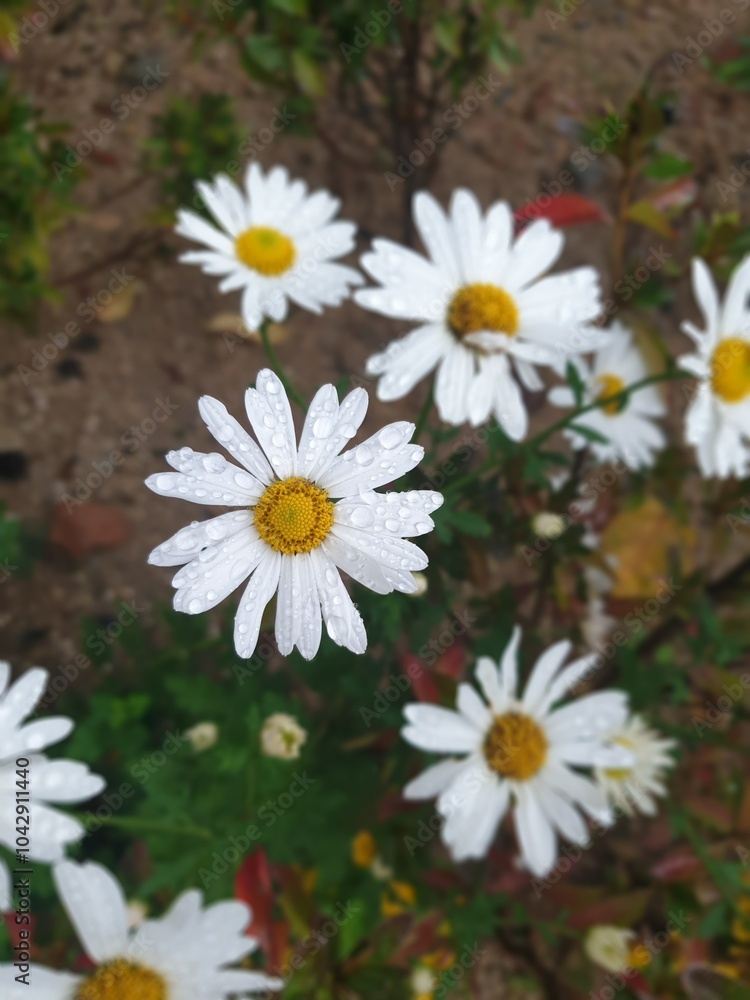 Obraz premium daisies in a garden