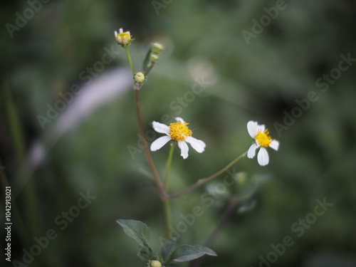 Small flower