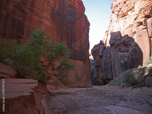 Hiking inside Buckskin Gulch between narrow red rock sandstone canyon walls with green tree and sediments after the flood photo