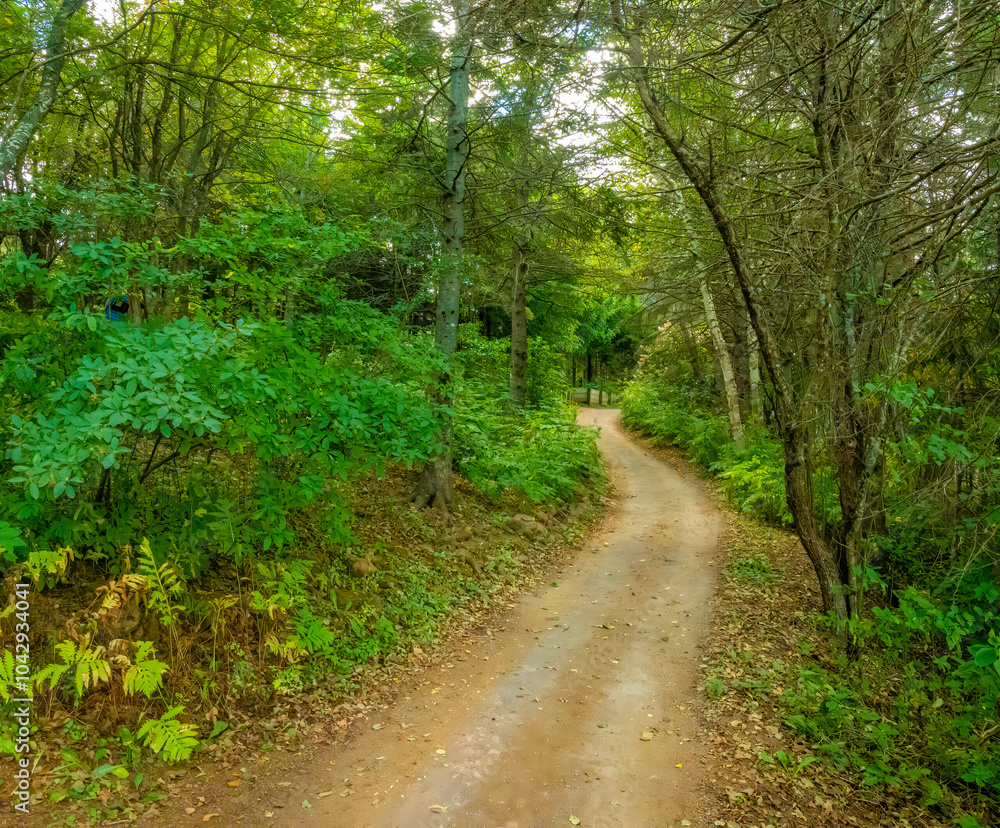 Fototapeta premium Hiking in the forests of Prince Edward Island, Canada
