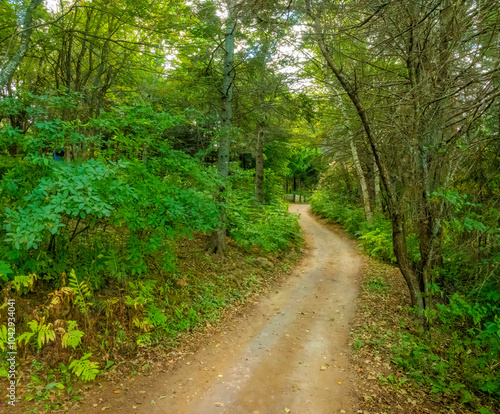 Hiking in the forests of Prince Edward Island, Canada