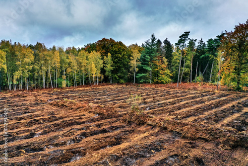 Deforested land leading to destruction of woodland