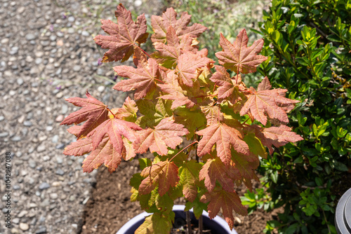 Vine maple photo