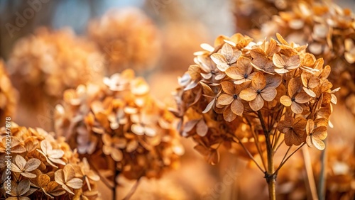 Dry brown hydrangea floral pattern background