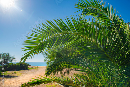 closeup on green leaf of palm tree in front of a beach under sunny sky