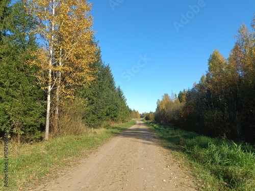 Road in forest in Siauliai county during sunny autumn day. Oak and birch tree woodland. Sunny day with white clouds in blue sky. Bushes are growing in woods. Sandy road. Nature. Fall season. Miskas.