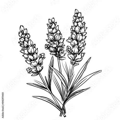Lavender flowers. Hand-drawn vector illustration. Engraved style.