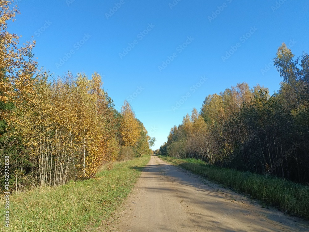Road in forest in Siauliai county during sunny autumn day. Oak and birch tree woodland. Sunny day with white clouds in blue sky. Bushes are growing in woods. Sandy road. Nature. Fall season. Miskas. Road in forest in Siauliai county during sunny autumn day. Oak and birch tree woodland. Sunny day with white clouds in blue sky. Bushes are growing in woods. Sandy road. Nature. Fall season. Miskas.