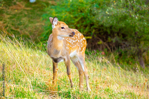 Beautiful sika deer in the autumn forest against the background of colorful foliage of trees. The deer looks to the sides and chews the grass. Fabulous forest autumn landscape with wild animals. photo