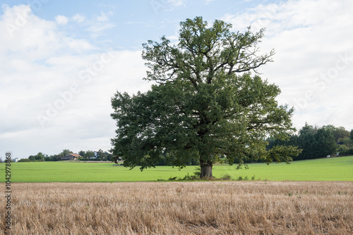 arbre solitaire dans un champ,  photo