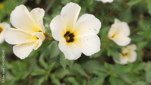 yellow flowers in the garden