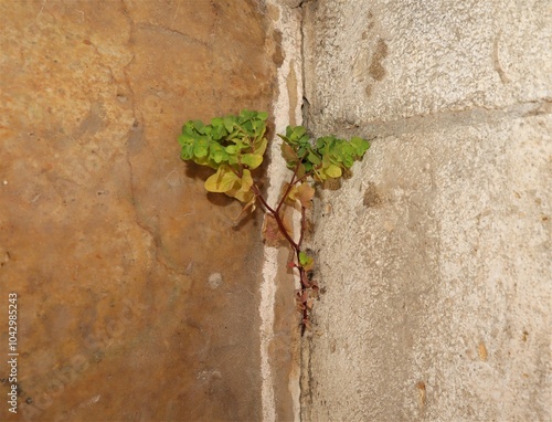 Wild weed (milkweed; Euphorbia peplus) emerges from a crack between concrete stones. It's noted; plants are able to germinate in unbelievably difficult places. Flexibility of plants. Urban Wildlife photo