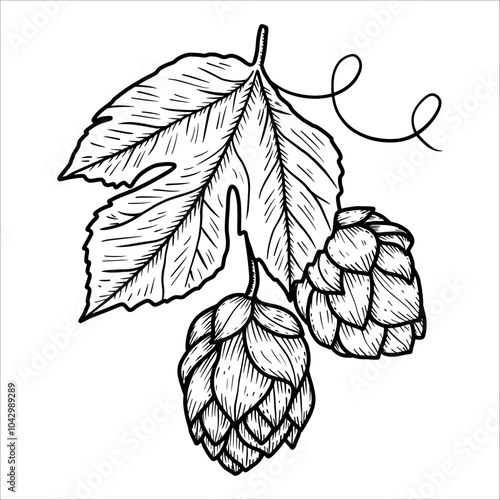 Hand drawn twig with leaf and hop cones. Vector illustration