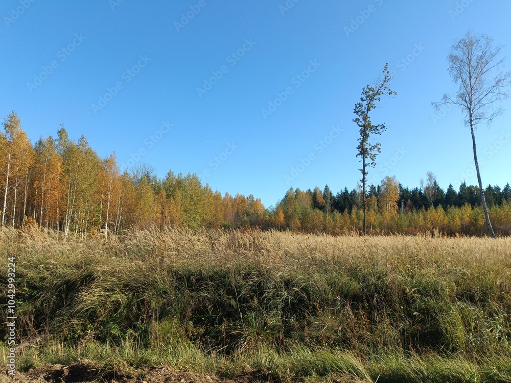 Forest in Siauliai county during sunny autumn day. Oak and birch tree woodland. Sunny day with white clouds in blue sky. Bushes are growing in woods. Nature. Fall season. Miskas. Forest in Siauliai county during sunny autumn day. Oak and birch tree woodland. Sunny day with white clouds in blue sky. Bushes are growing in woods. Nature. Fall season. Miskas.