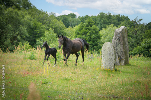 Mare Quarter Horse running with foal on meadow photo