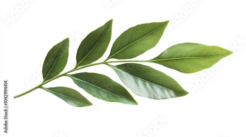 A close-up of a green leaf branch isolated on a white background.