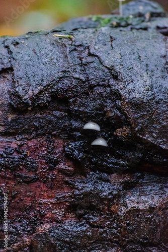 milky mycena, milking bonnet, milk-drop mycena (Mycena galopus) photo